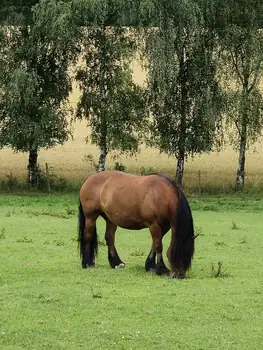 Slag van Waterloo Reinacting (België)